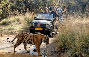 best-tiger-tour-in-india