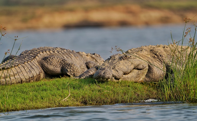 chambal-river-crocodile-alligator