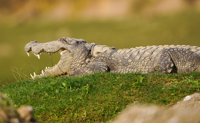 chambal-river-crocodile