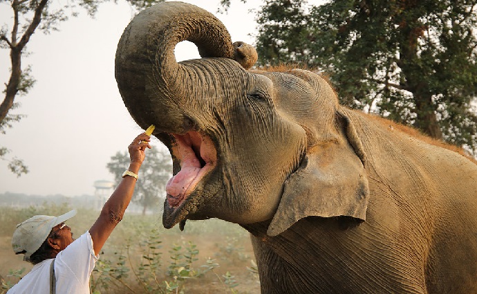 elephant-conservation-and-care-centre-agra